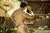 JOR 1863 Element Thongs Color Nude